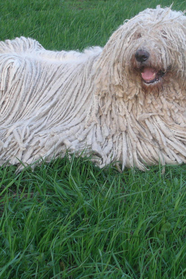 Собака с дредами комондор