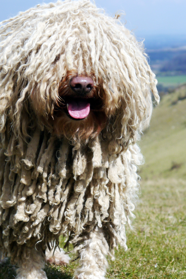 Комондор в горах