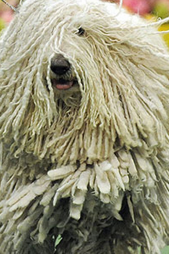 Комондор бежит навстречу