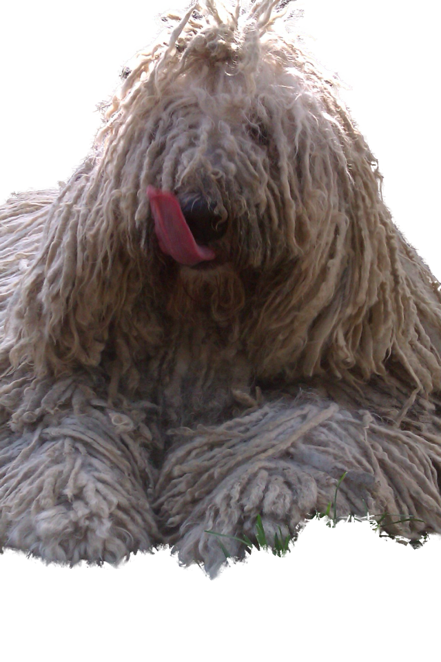 Комондор показывает язык