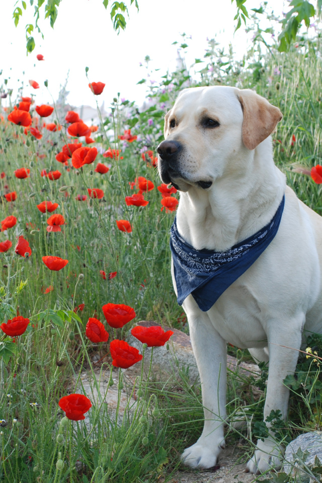 Лабрадор среди цветов