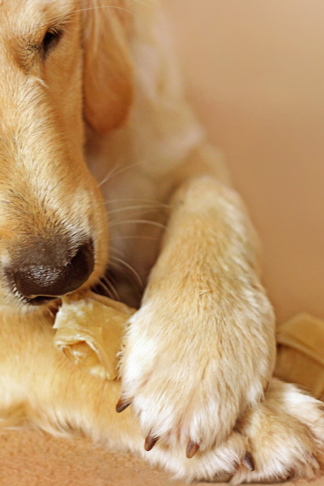 Лабрадор ест