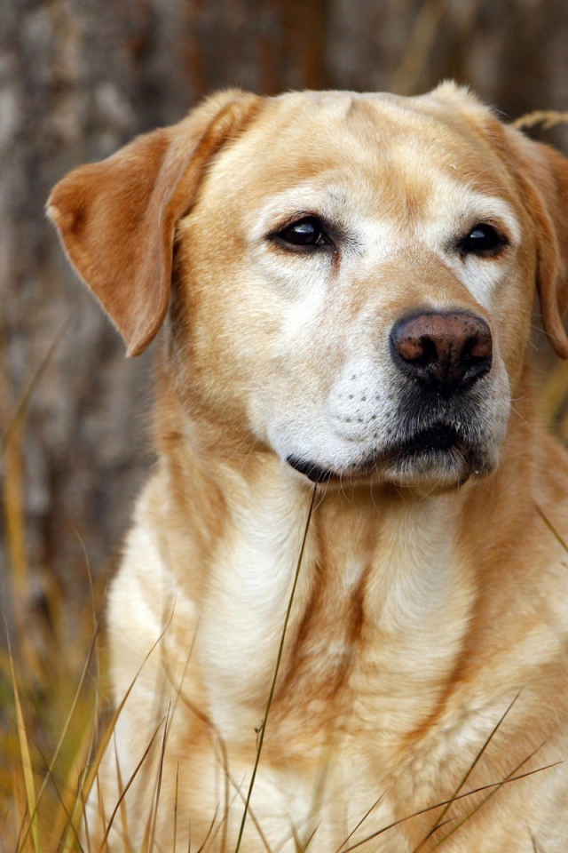 Лабрадор в лесу