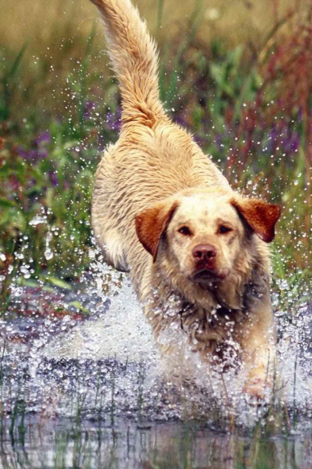 Лабрадор бросается в воду