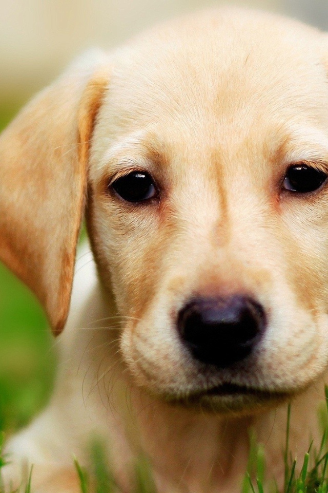 Щенок собаки лабрадор