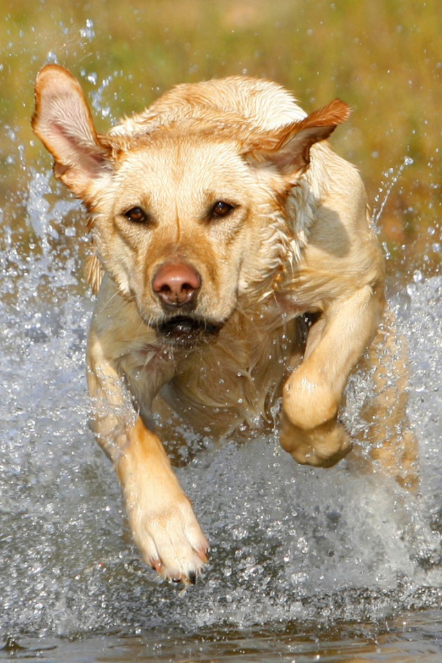 Лабрадор бежит по воде