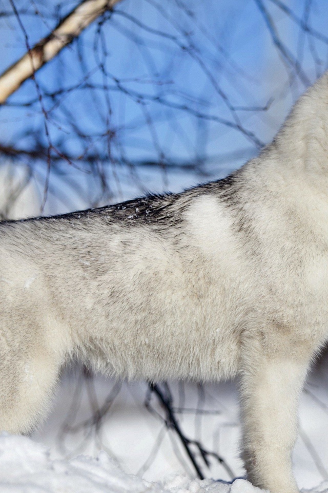 Лайка у березы