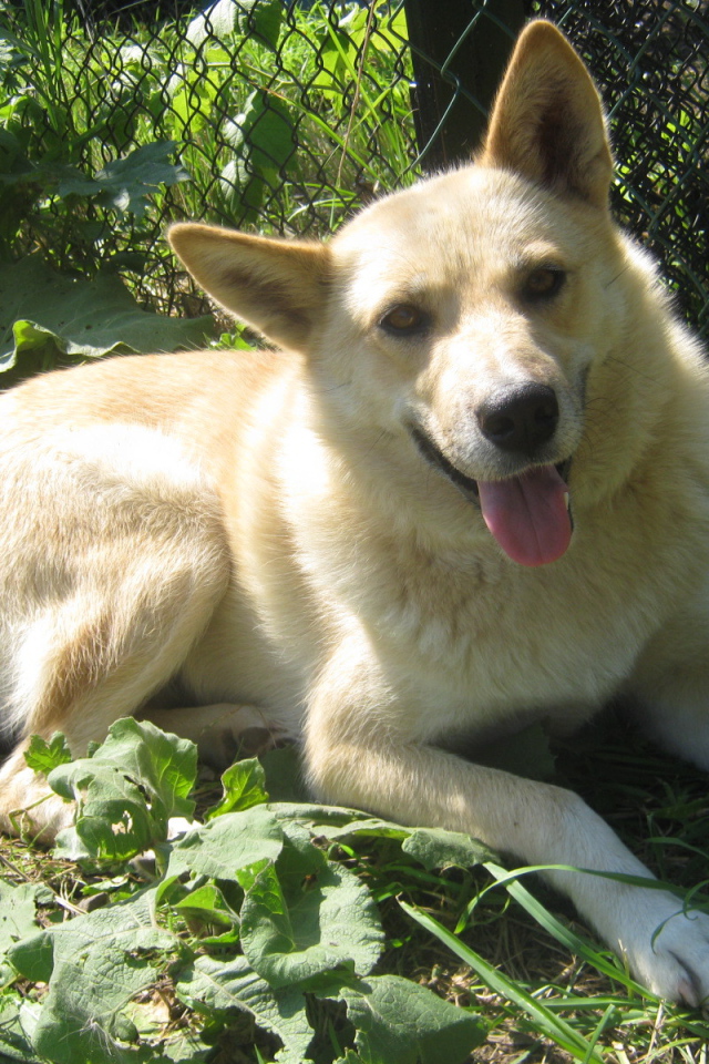 Лайка лежит у забора