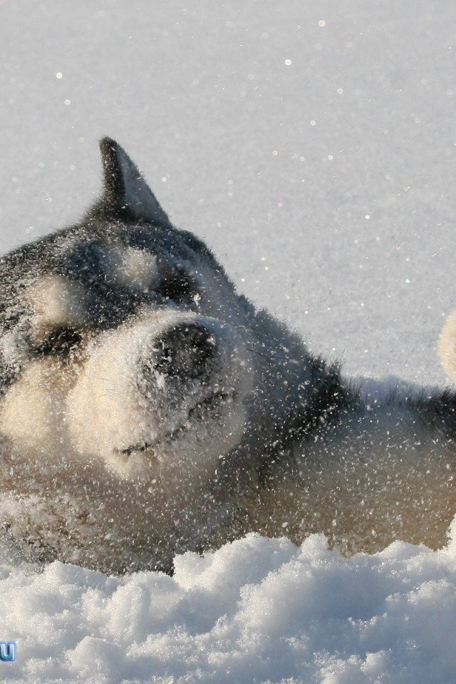 Лайка лежит в снегу