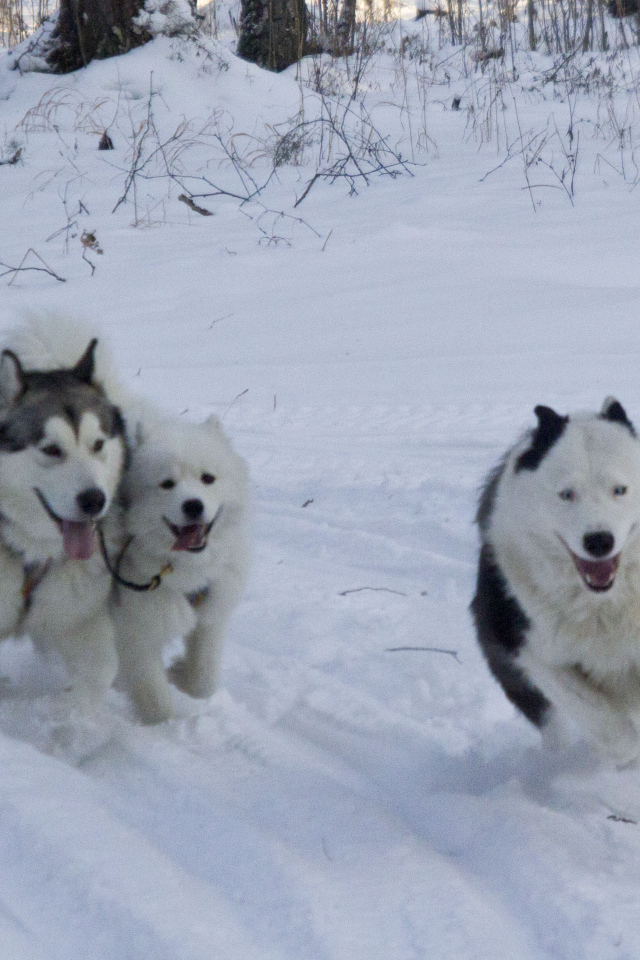 Лайки бегут по лесу