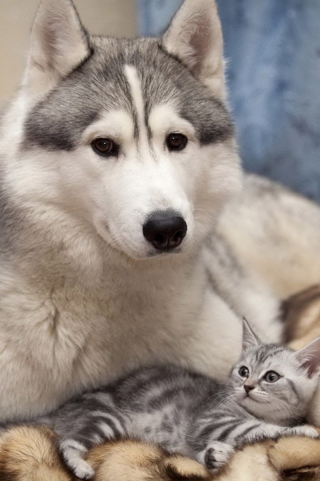 Лайка с котенком