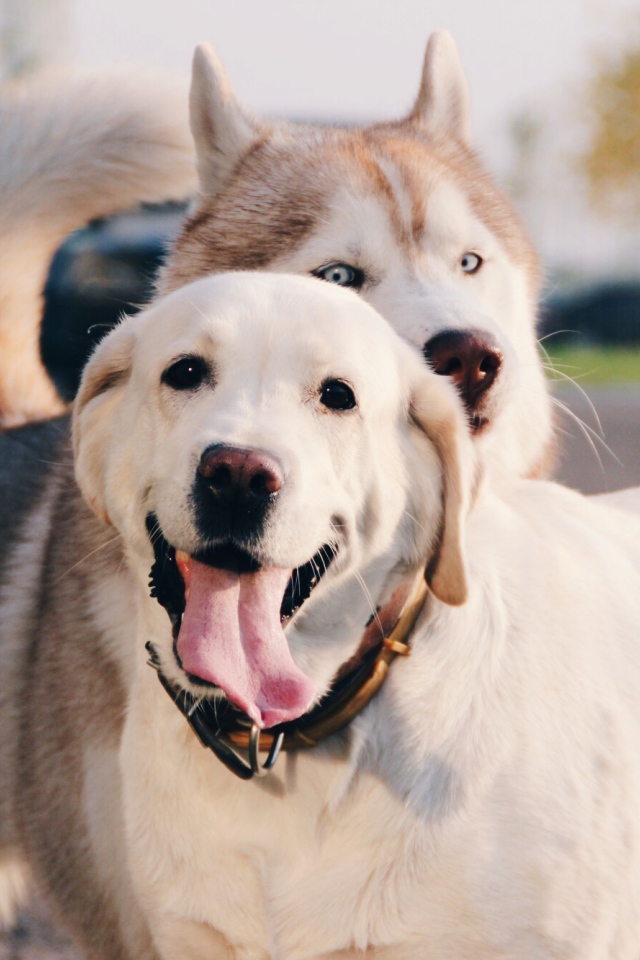 Лайка с ретривером на улице
