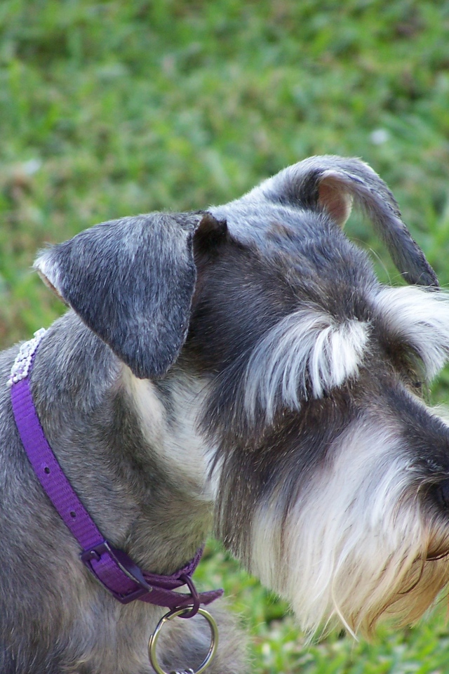 Ухоженный шнауцер на прогулке