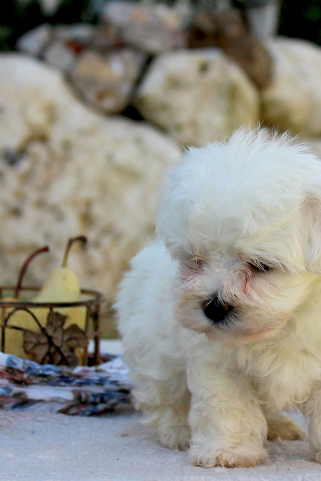 Болонка и корзина фруктов