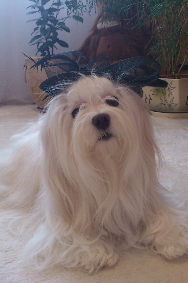 Болонка в квартире