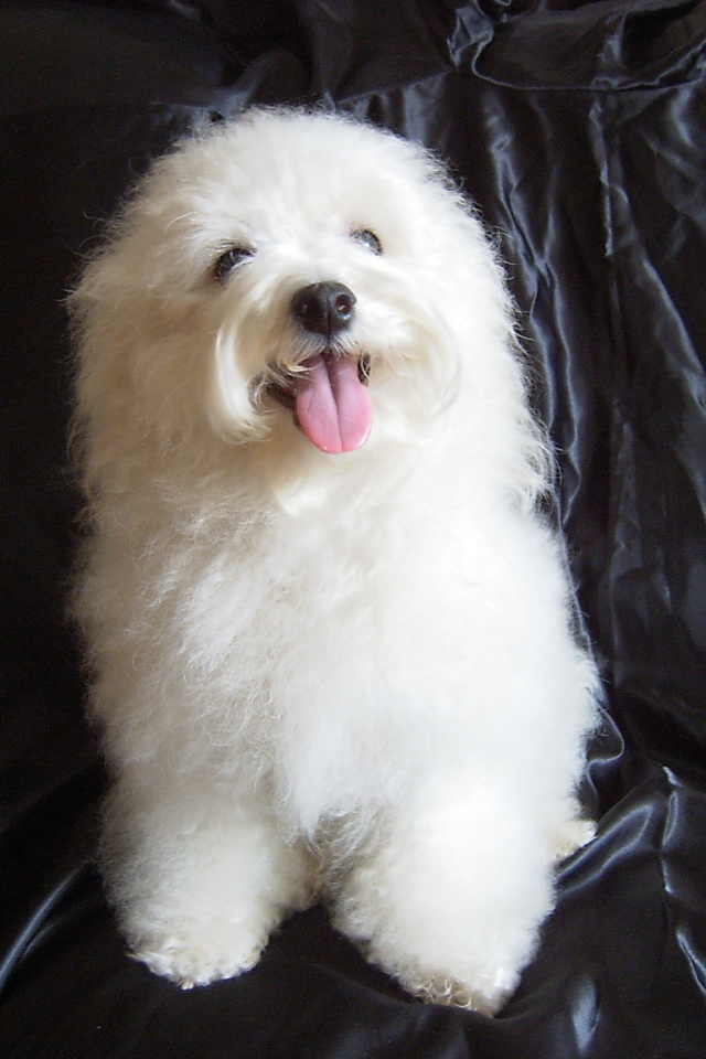 Болонка на чёрном фоне