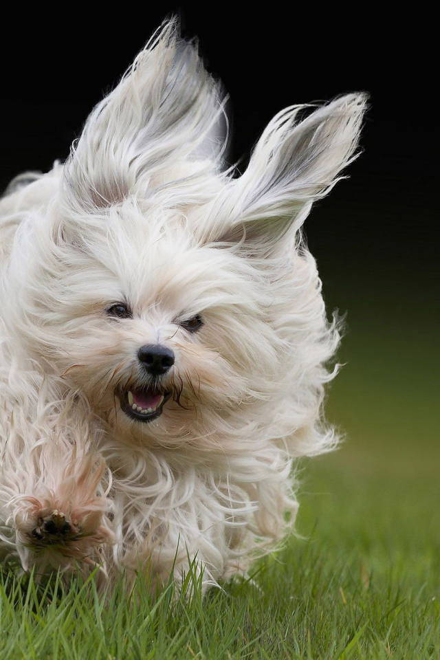 Болонка бежит по траве