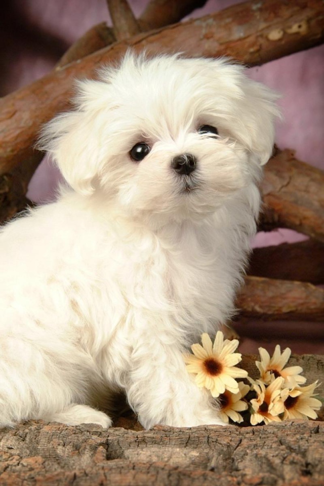 Щенок болонки с цветами