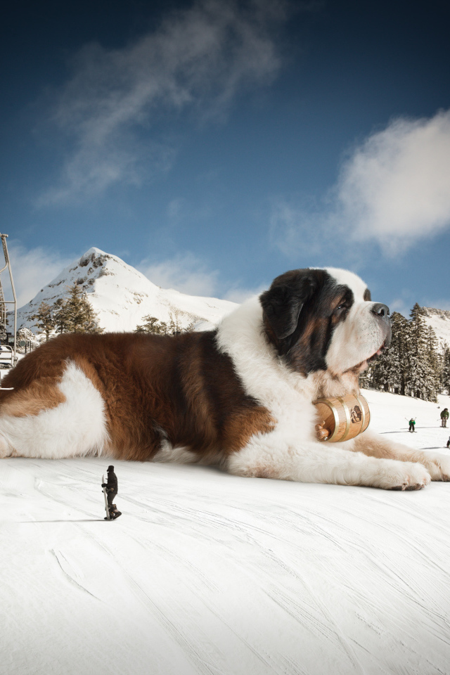 Большой сенбернар у подъемника