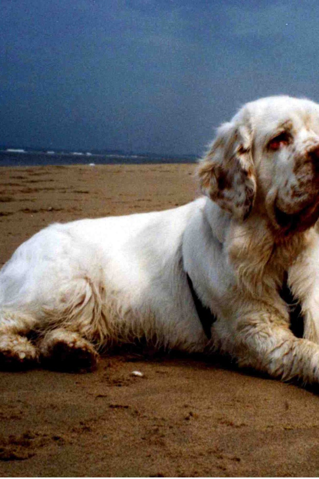 Большой спаниель на пляже