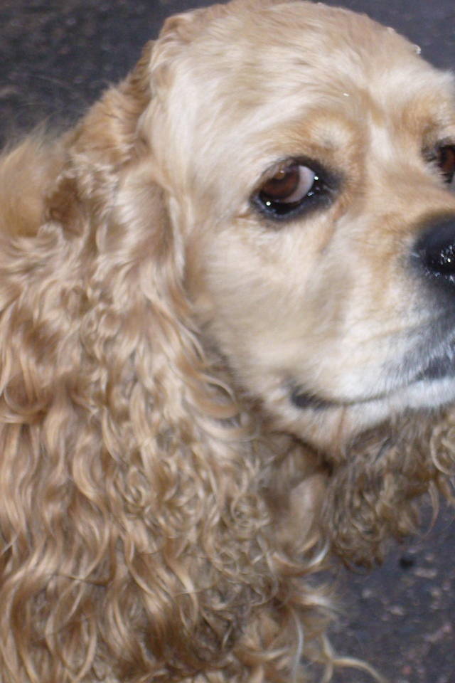 Хитрый взгляд собаки спаниеля