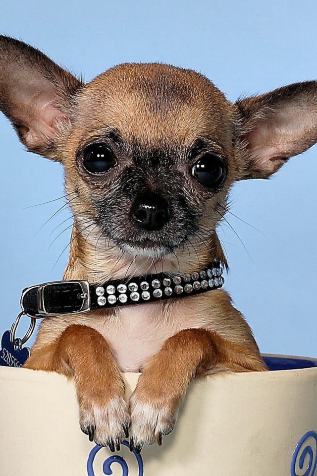 Маленькая чихуахуа в чашке