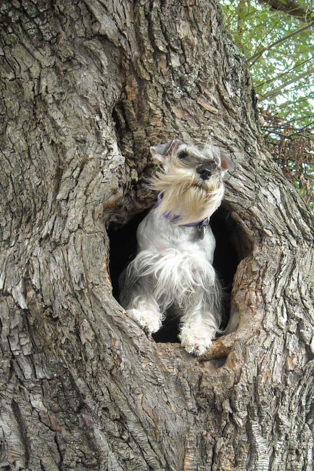 Маленький шнауцер на дереве