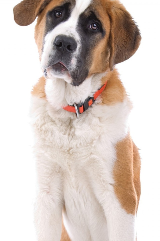 Маленький пес сенбернар