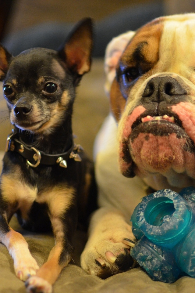 Маленькая чихуахуа с большим псом