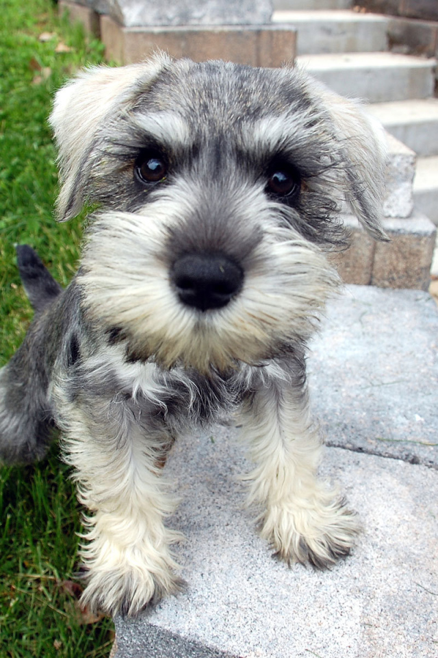 Маленькая собака шнауцер