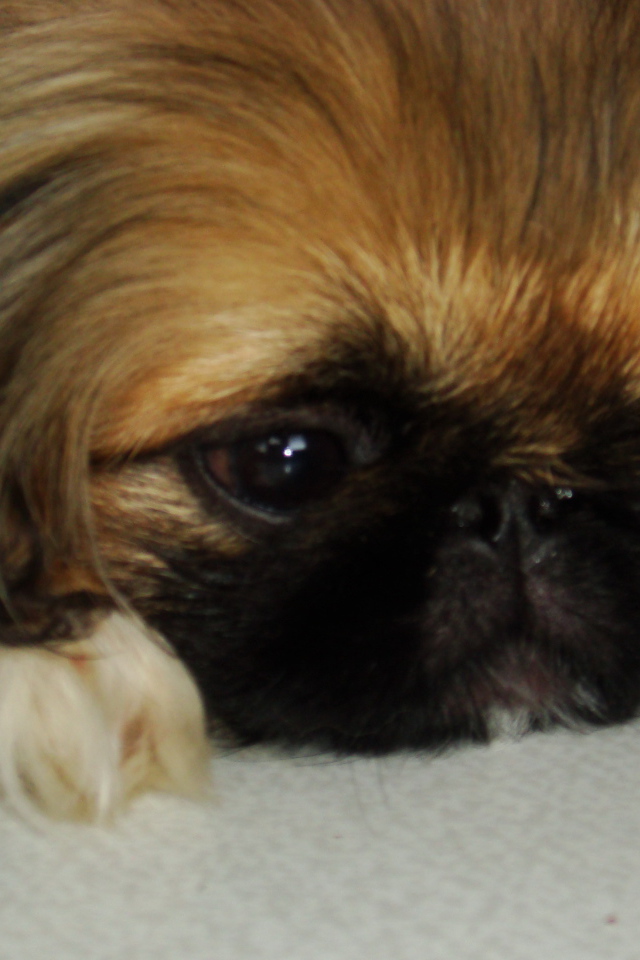 Маленькая девочка пекинес