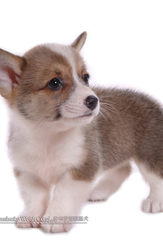 Маленький щенок вельш-корги