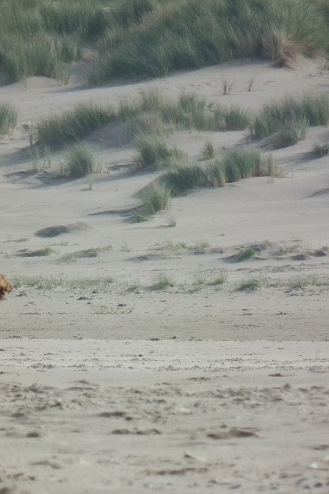 Одинокий эрдельтерьер в пустыне