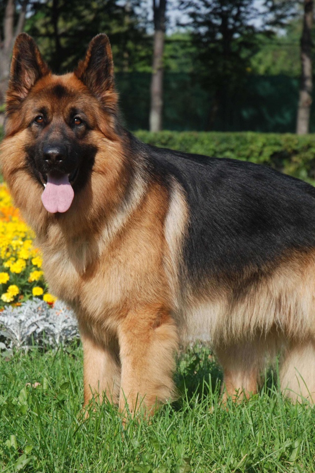 Длинношерстная немецкая овчарка