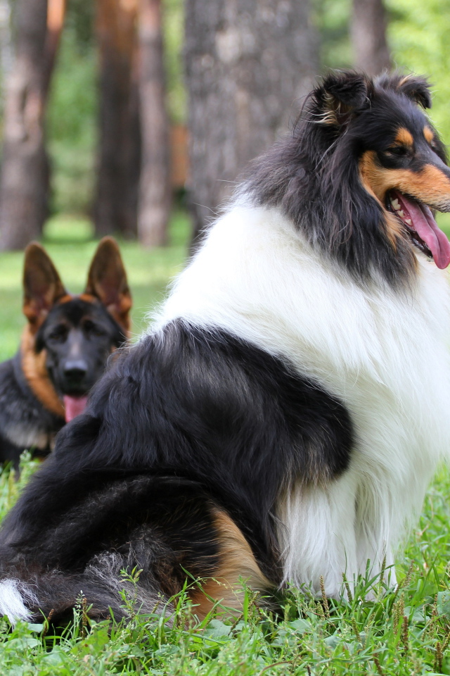 Long-haired collie dog