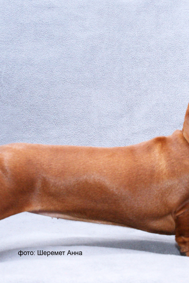 Длинная такса на голубом фоне