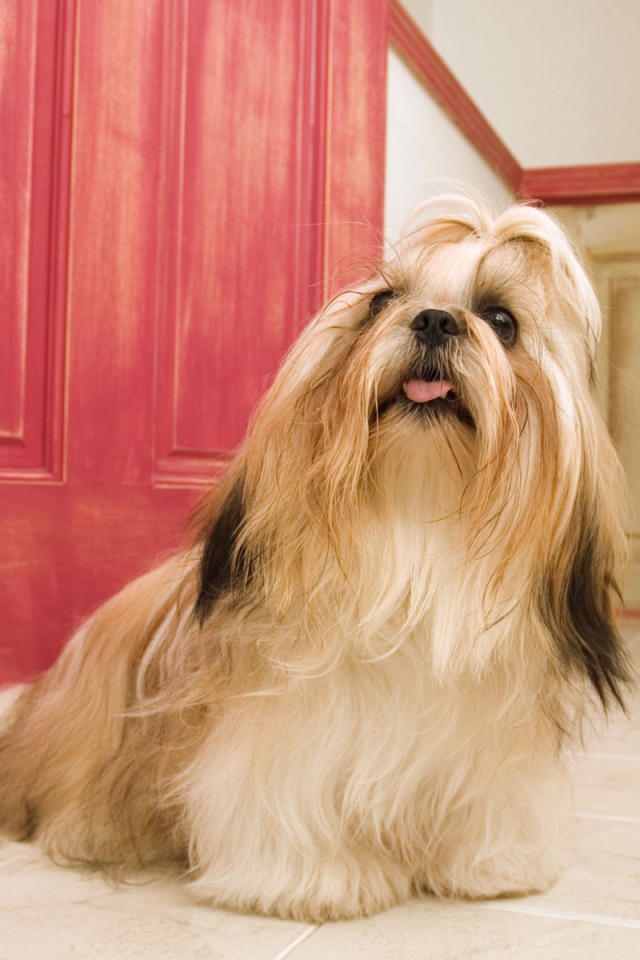 Длинные волосы у шитцу