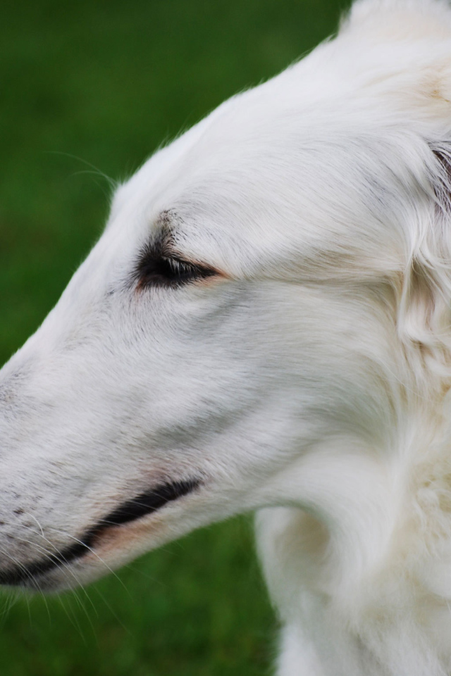 Длинная морда борзой собаки