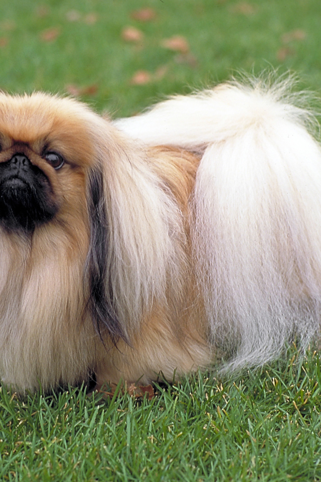 Длинношерстный пекинес на траве