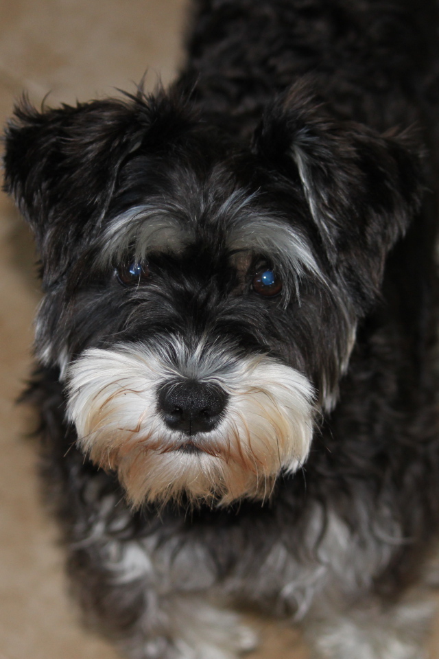 Взгляд маленького шнауцера