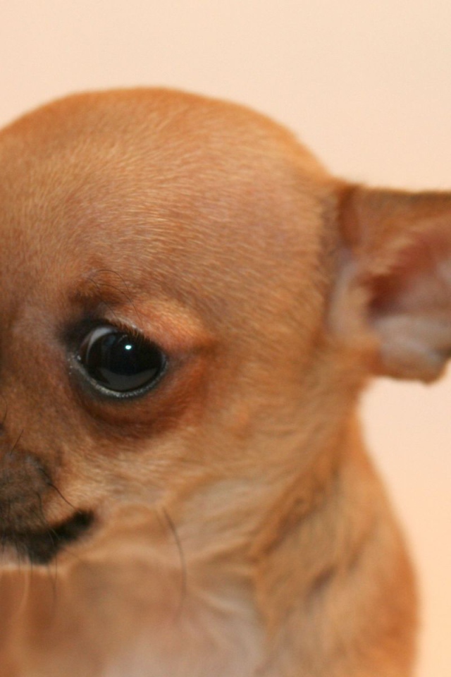 Взгляд собаки чихуахуа