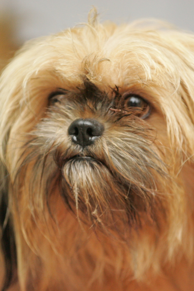 Взгляд милашки пекинеса