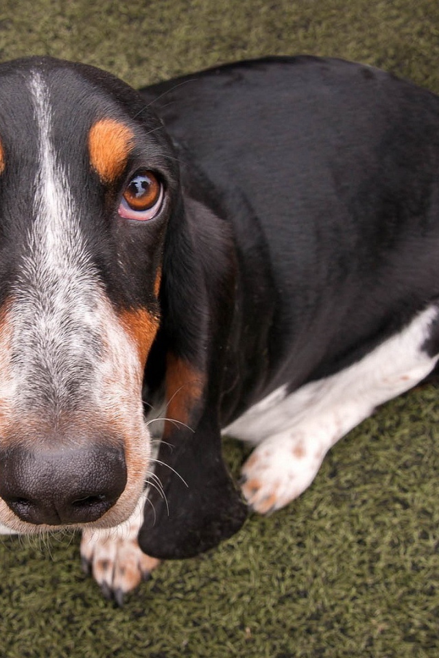 Преданный пес