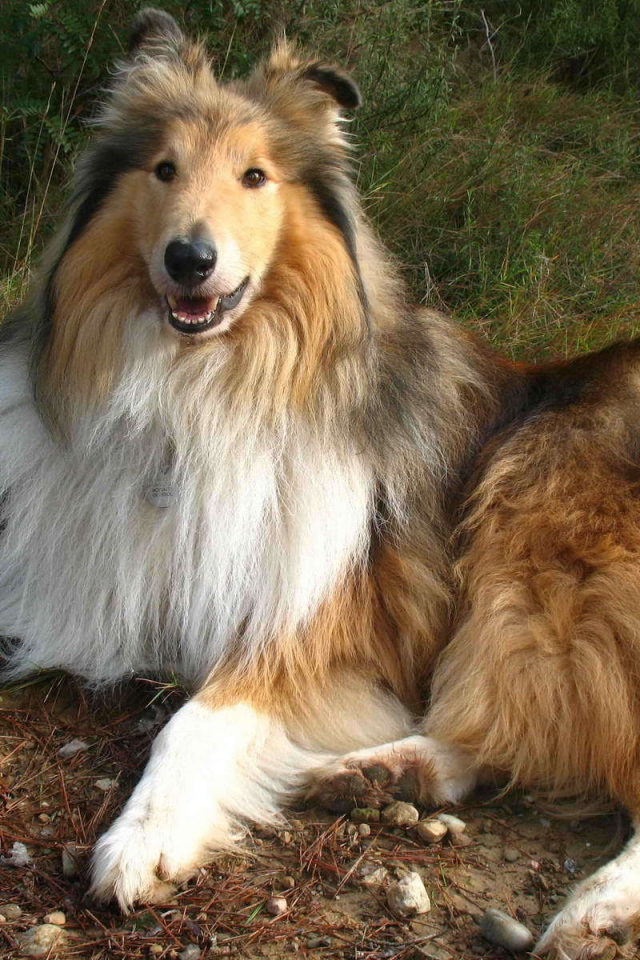 Роскошная собака колли