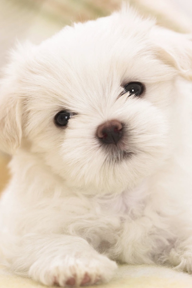 Мальтийский щенок