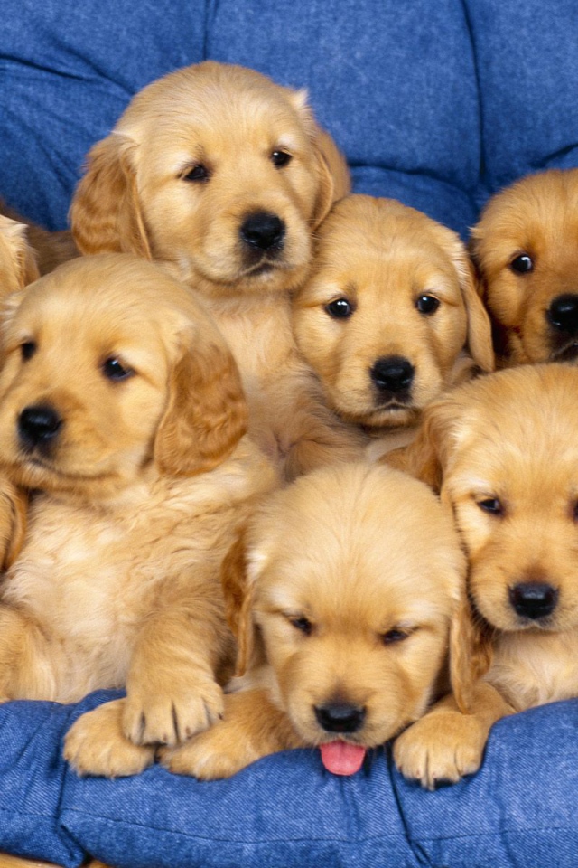 Много щенков ретривера