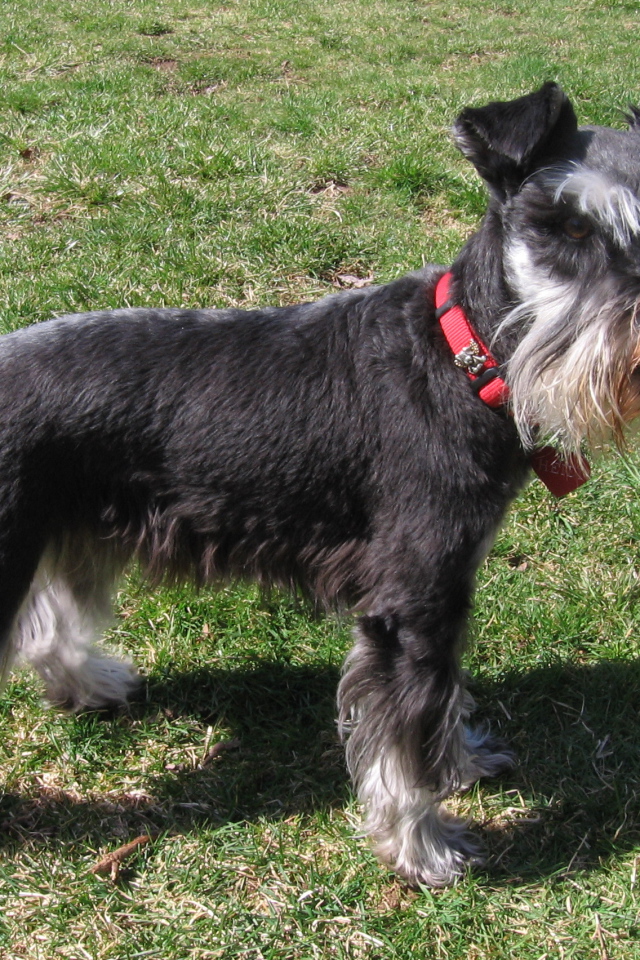 Миниатюрный шнауцер в красном ошейнике