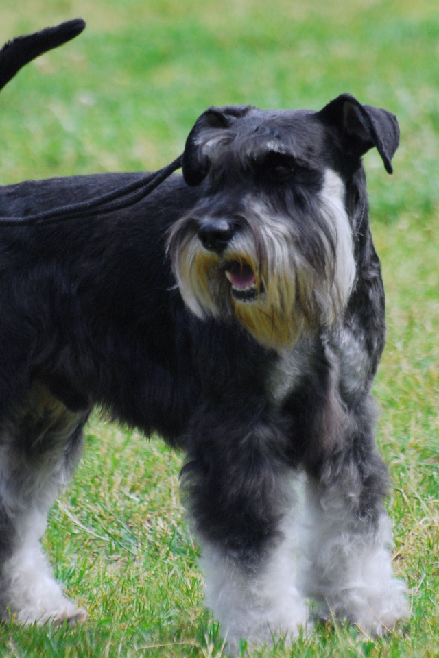 Миниатюрный шнауцер на поводке