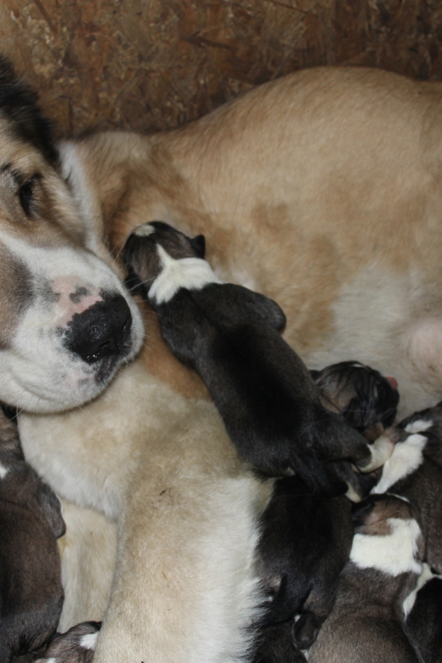 Мама алабай с щенками