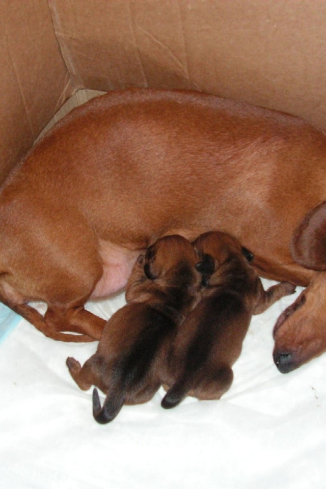 Мама такса с щенками